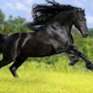 Meet your Posher, Avital chana